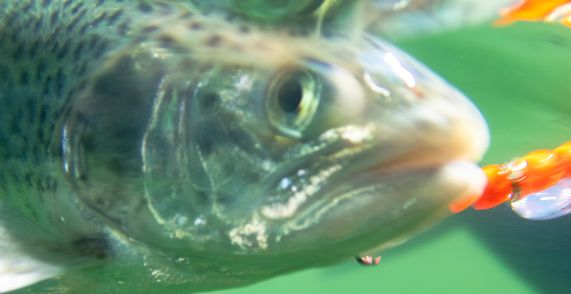 What Are Trout Worms & How to Use Them