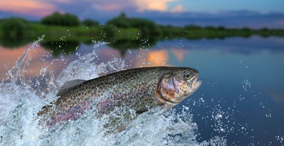 Trout Leaping For Corn Bait