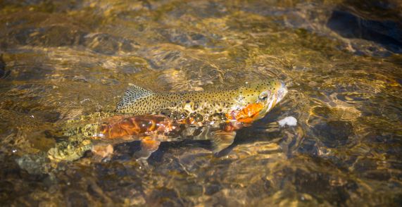 What Do Trout Like To Eat? – Food Sources, Bait Variety & Tips