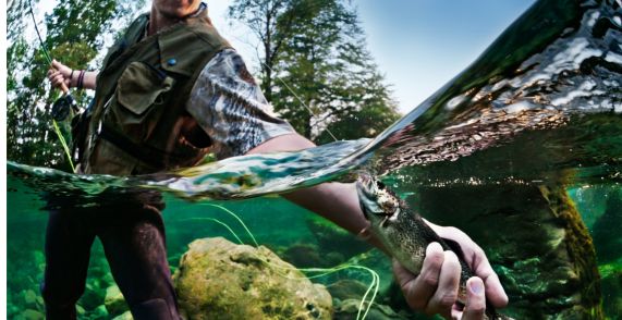 Fly Fisherman Catching Trout