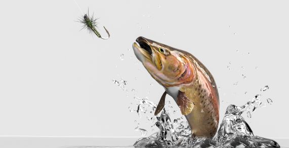 Why Do Rainbow Trout Jump Out of the Water?